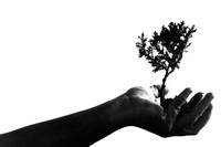 Пројекат „Засади дрво“